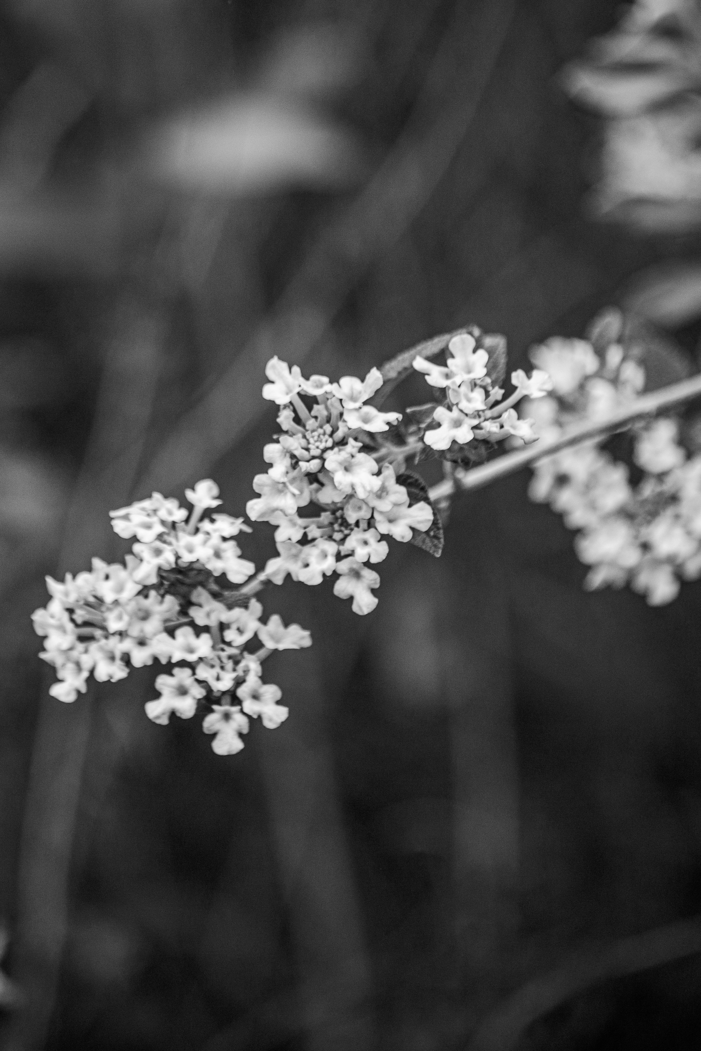 Artistic black and white photo of delicate flowers in close-up, perfect for nature themes.
