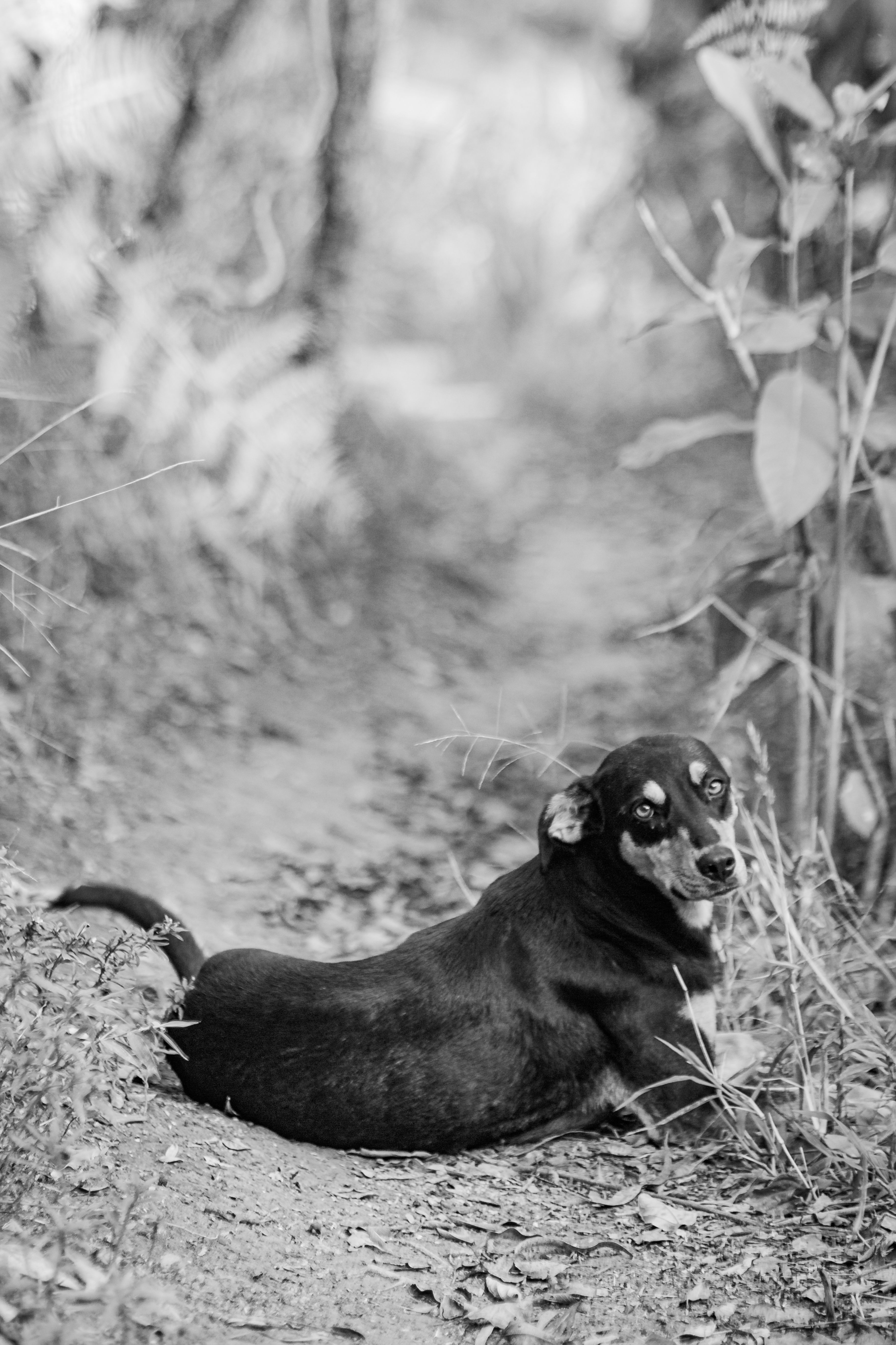 Black and White Portrait of Dog on Forest Path · Free Stock Photo