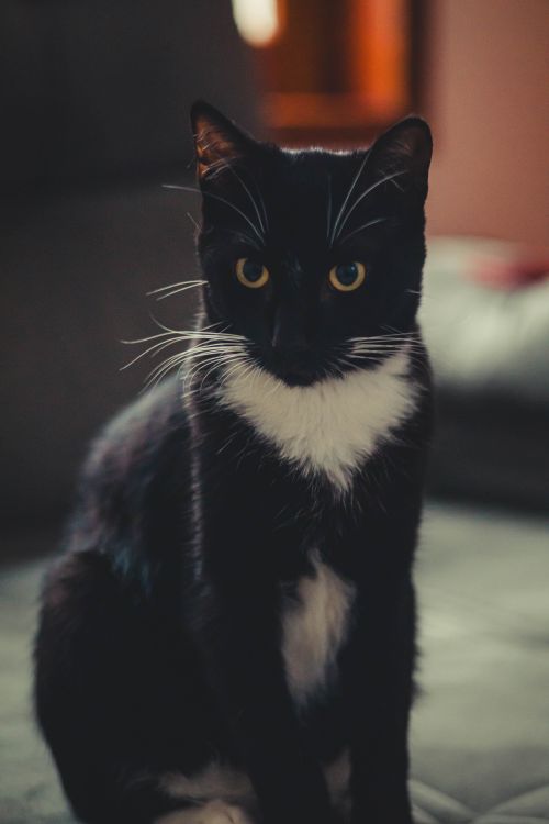 Free Elegant black and white cat with bright eyes posing indoors in a cozy setting. Stock Photo