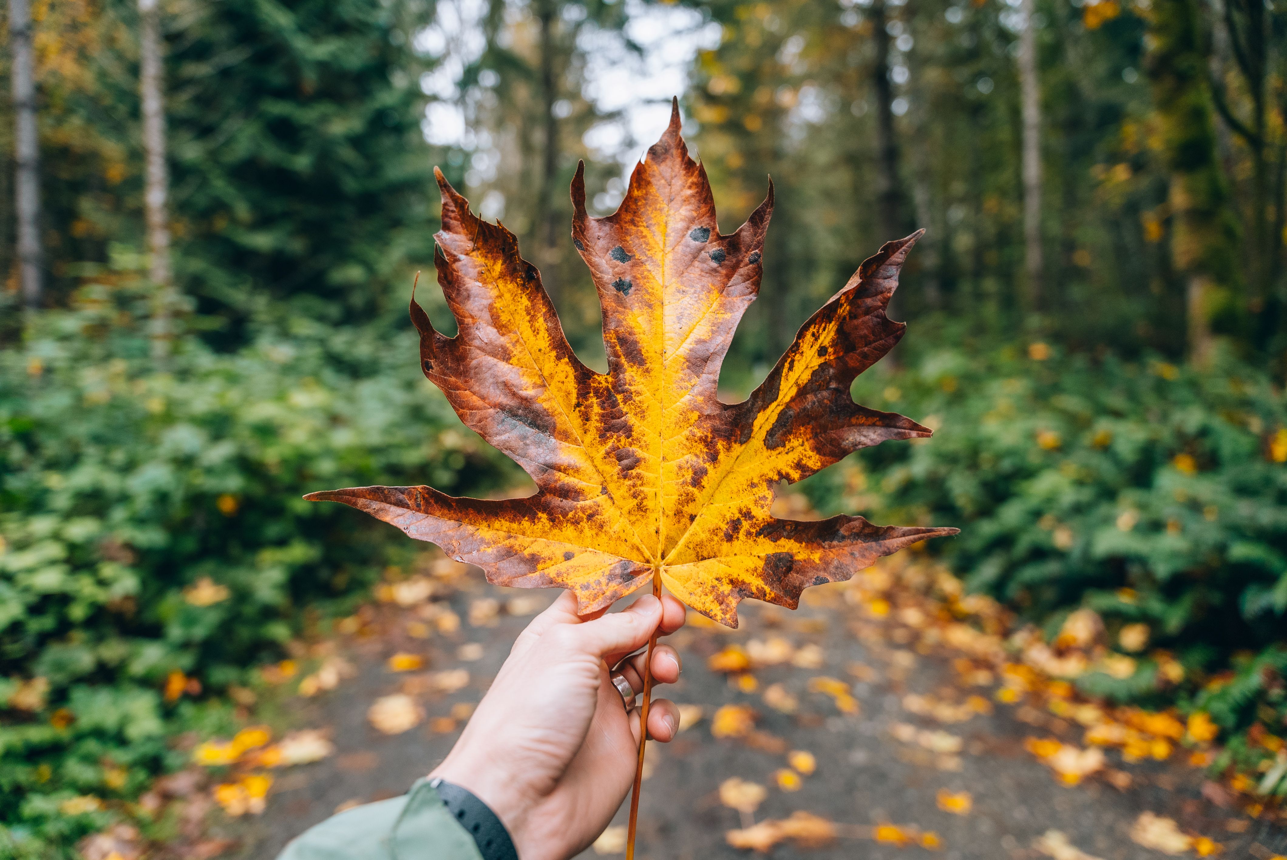 Granite Ridges and Silent Valleys: An Immersive Autumn Hike Through the World’s End Reservation