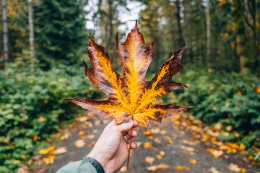 Free stock photo of autumn leaves, fall