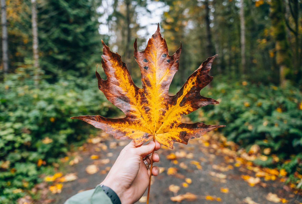 Granite Ridges and Silent Valleys: An Immersive Autumn Hike Through the World’s End Reservation