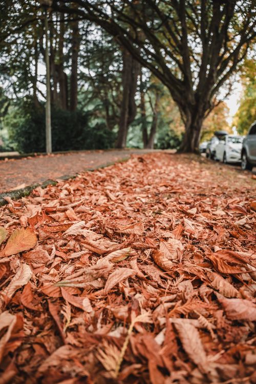Free A serene view of fallen autumn leaves lining a sidewalk in Seattle, Washington. Stock Photo