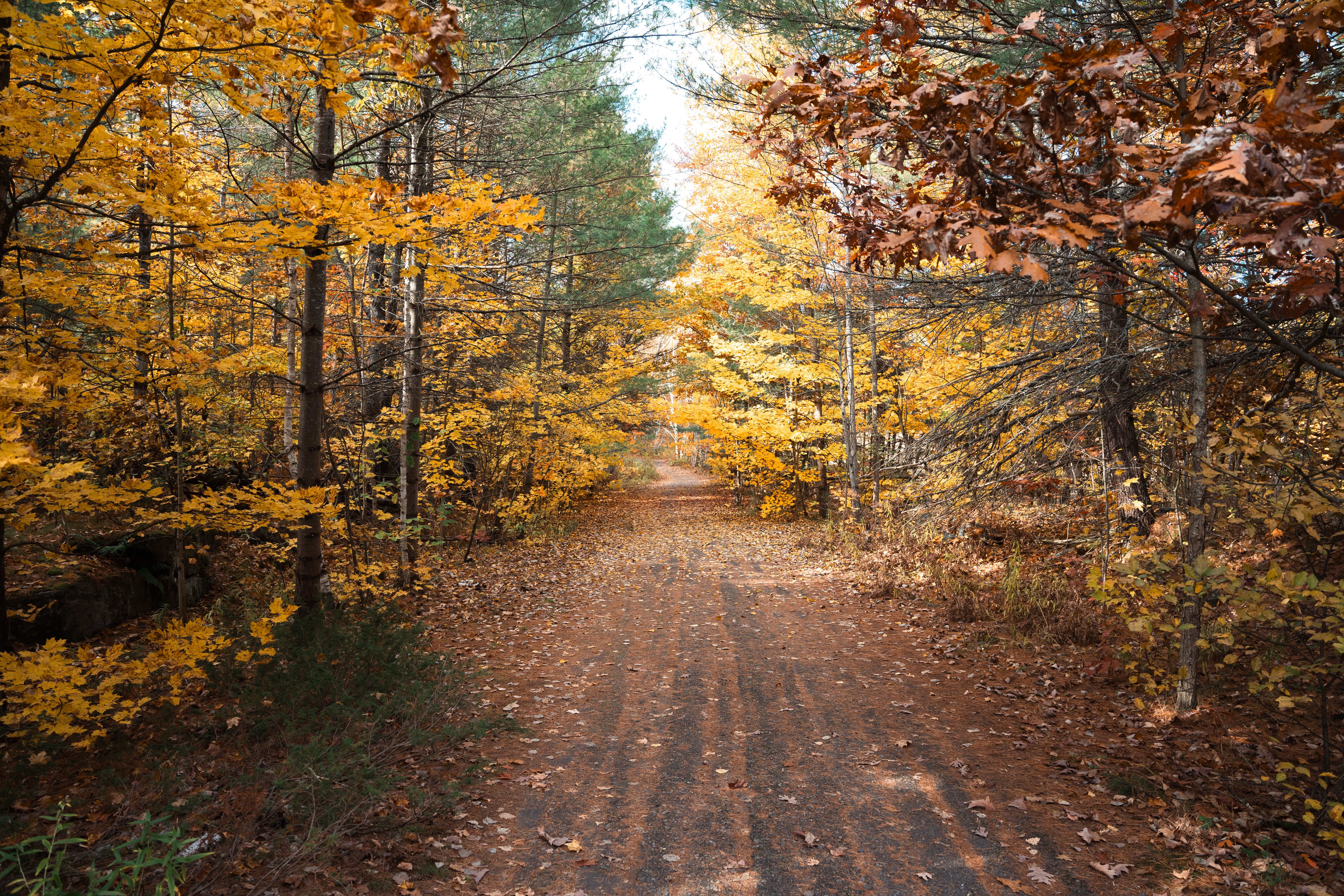 27K forested acres in western Maine are now protected for outdoor recreation — Photo by apertur 2.8 on Pexels