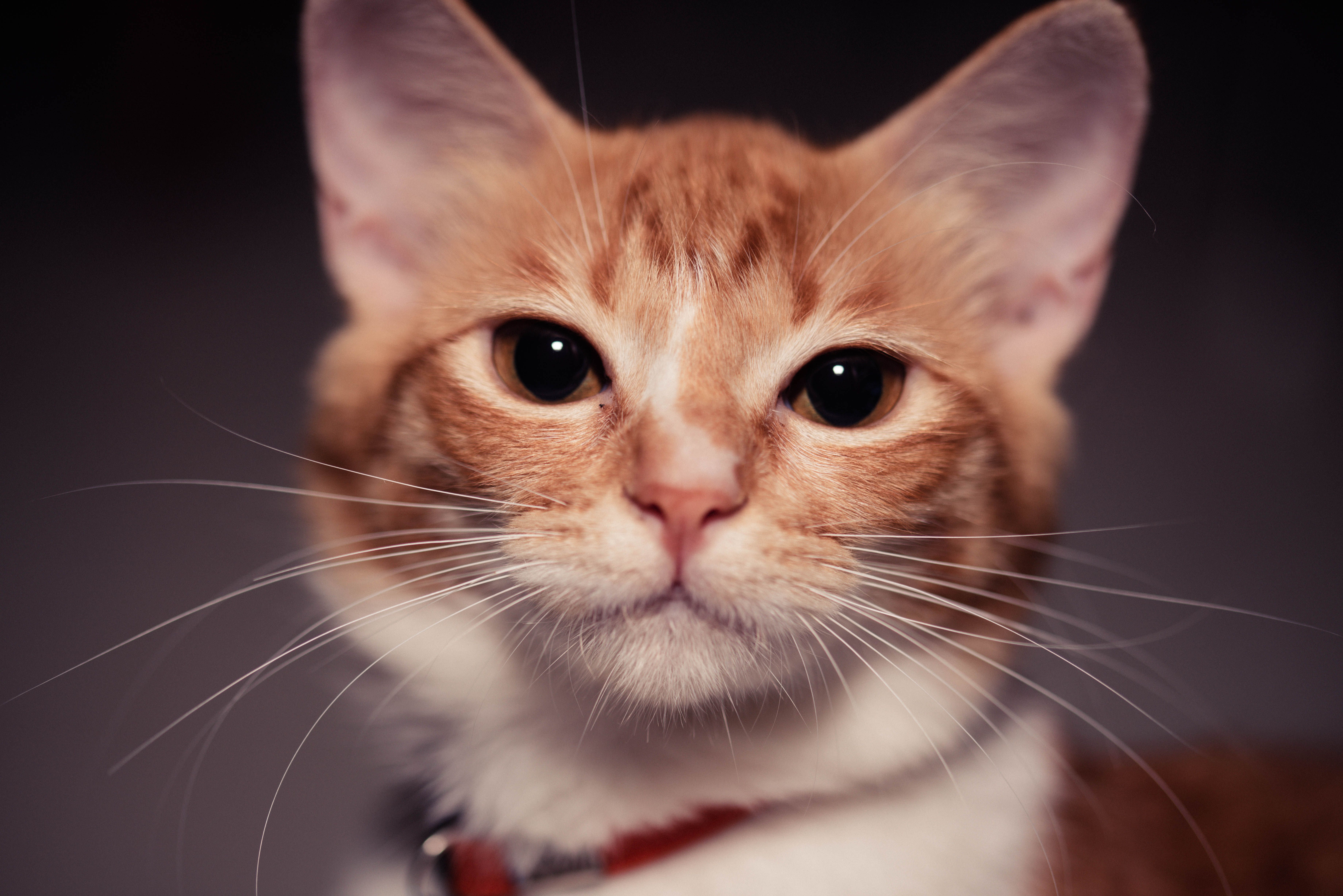 Portrait of a cat at a veterinary clinic