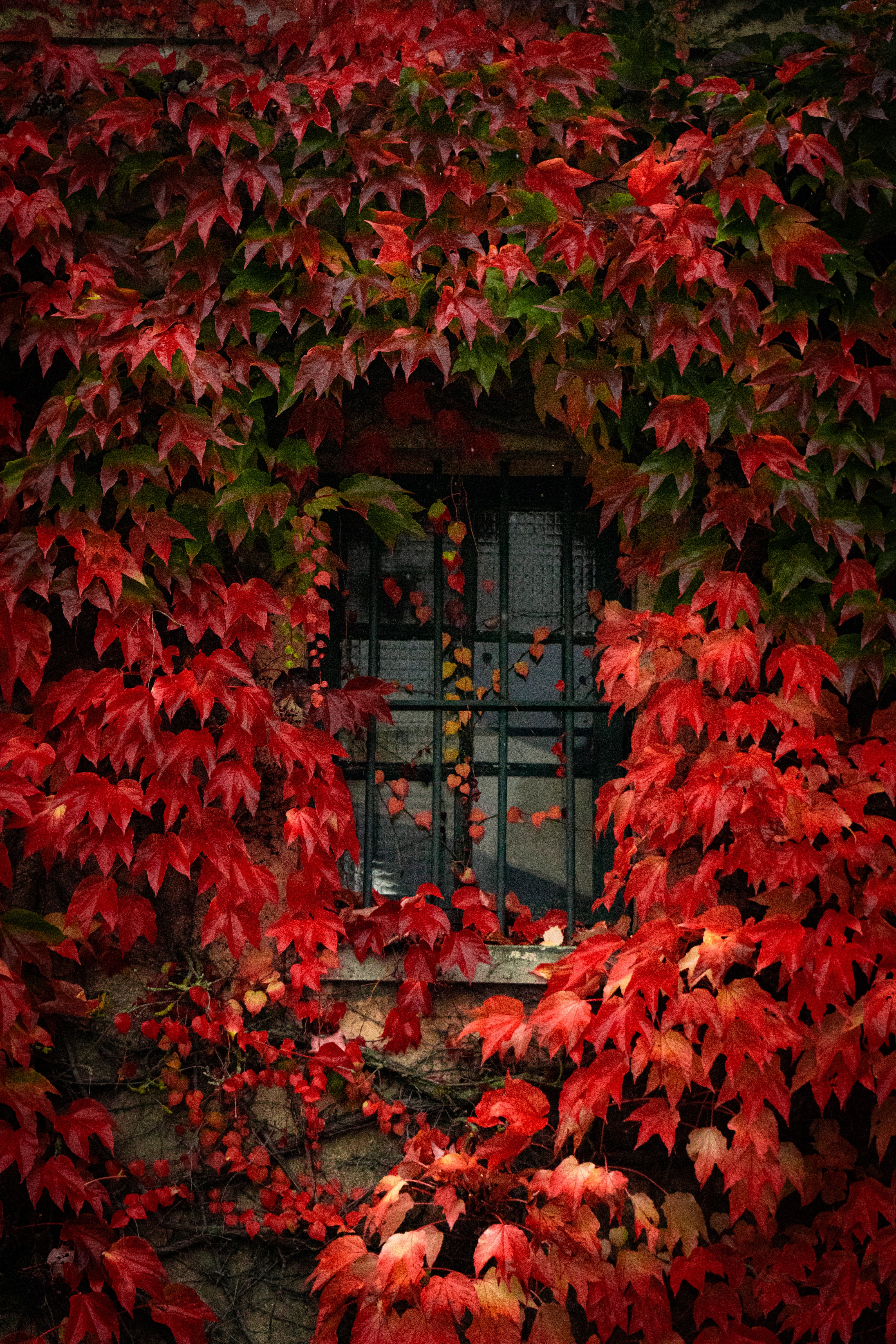 Charming window with vibrant autumn leaves · Free Stock Photo