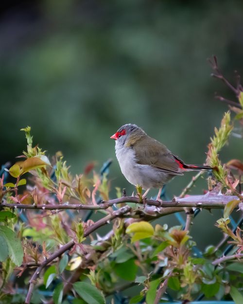 Free Beautiful red-browed finch perched on a branch with lush green leaves in a natural setting. Stock Photo