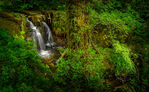 Wodospady I Drzewa