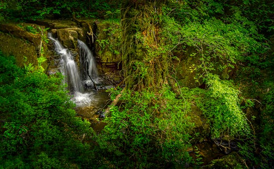 A peaceful scene of a waterfall amidst lush greenery in a dense forest setting.