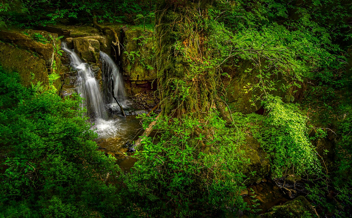 Foto d'estoc gratuïta de arbres, bosc, bosc amazònic