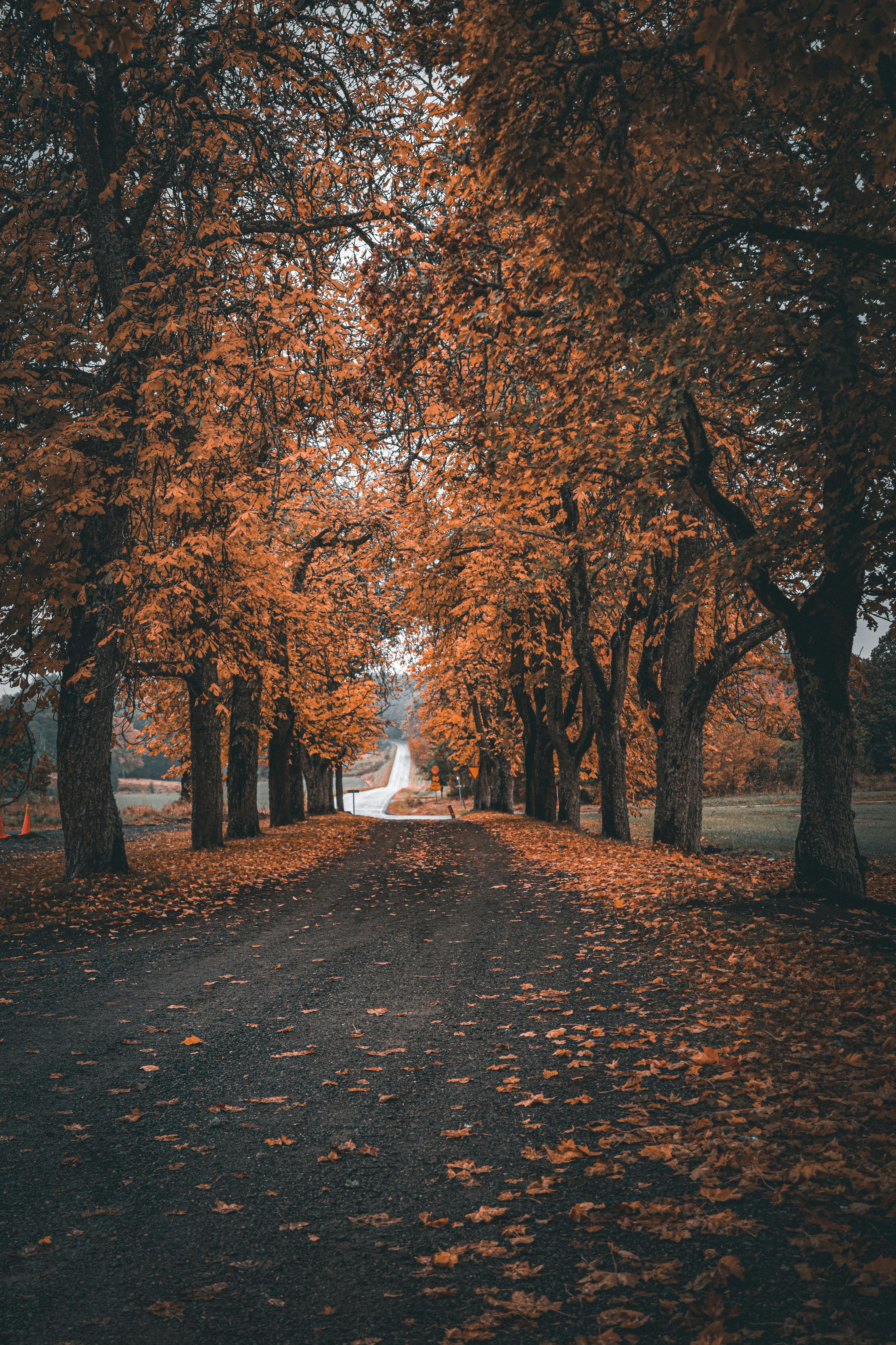 scenic autumn pathway in jonkoping sweden