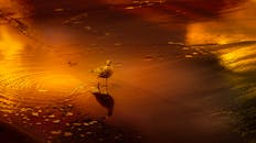 一只海鸥矗立在沙滩上，身上映照着日落温暖的色彩