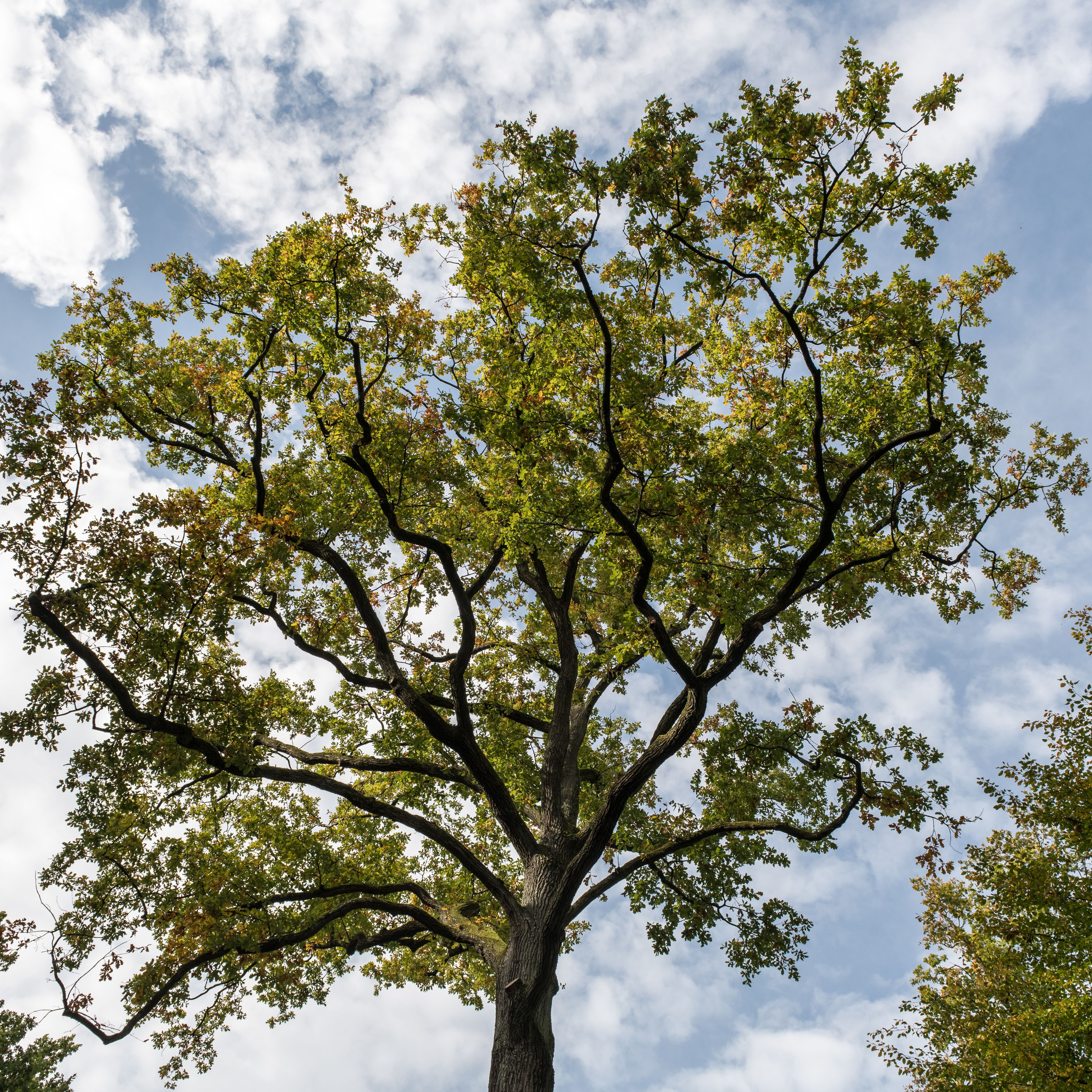 Majestic Oak Tree with Autumn Leaves Against Blue Sky