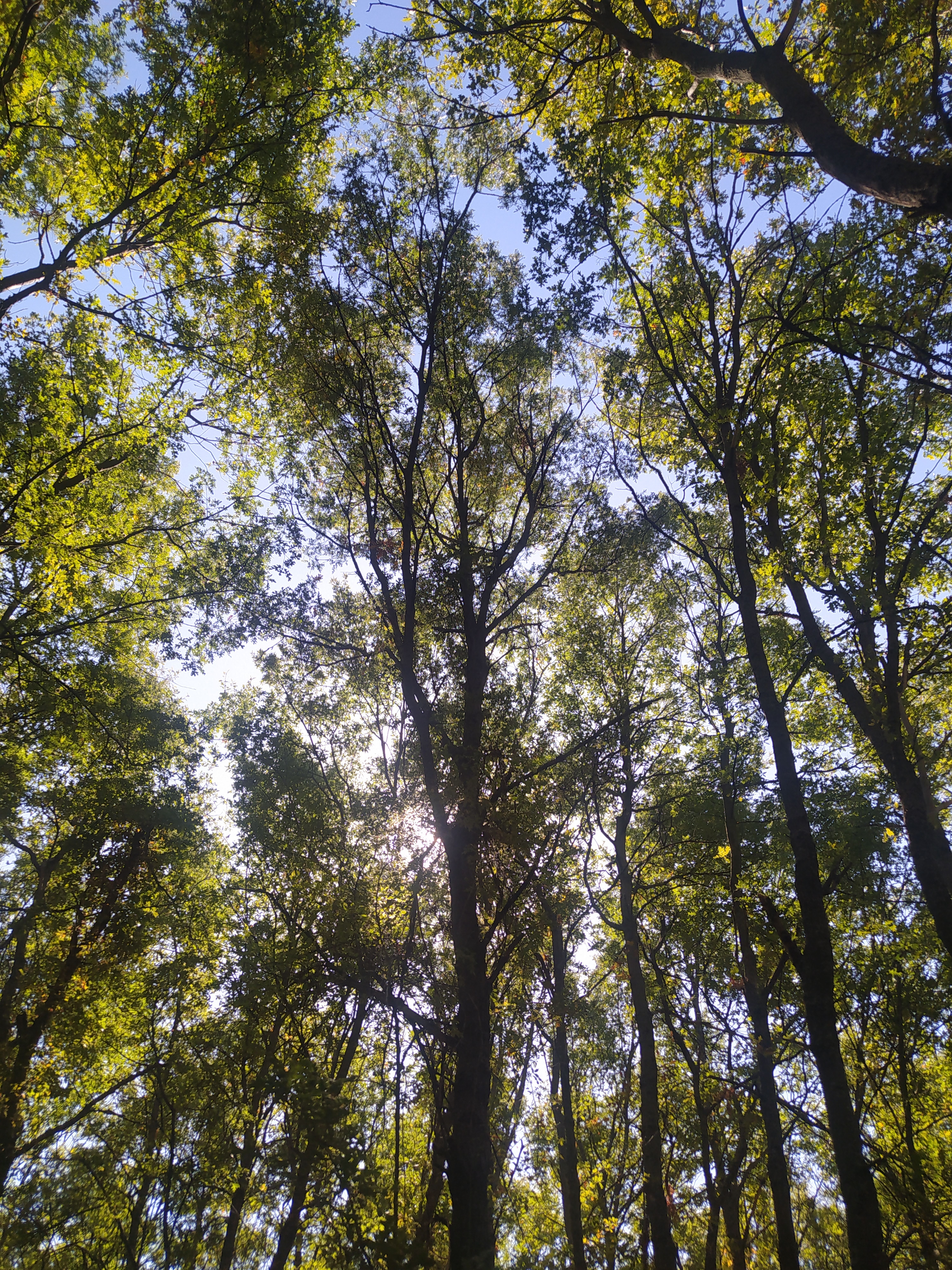 Lush Green Forest Canopy with Sunlight Peeking Through · Free Stock Photo