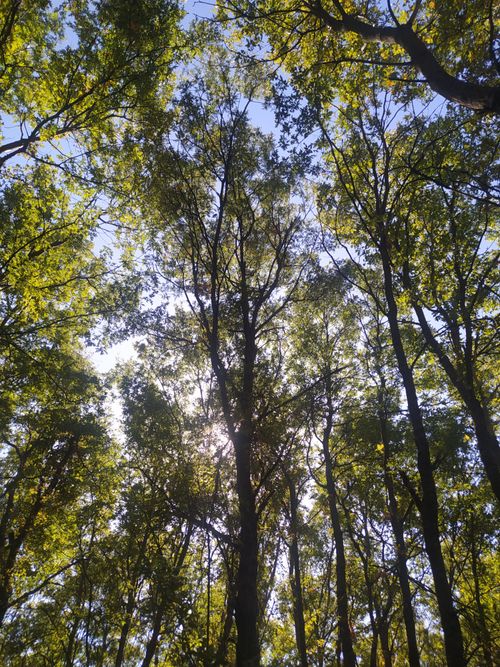 Free Sunlight filters through a dense canopy of tall green trees, creating a serene forest view. Stock Photo