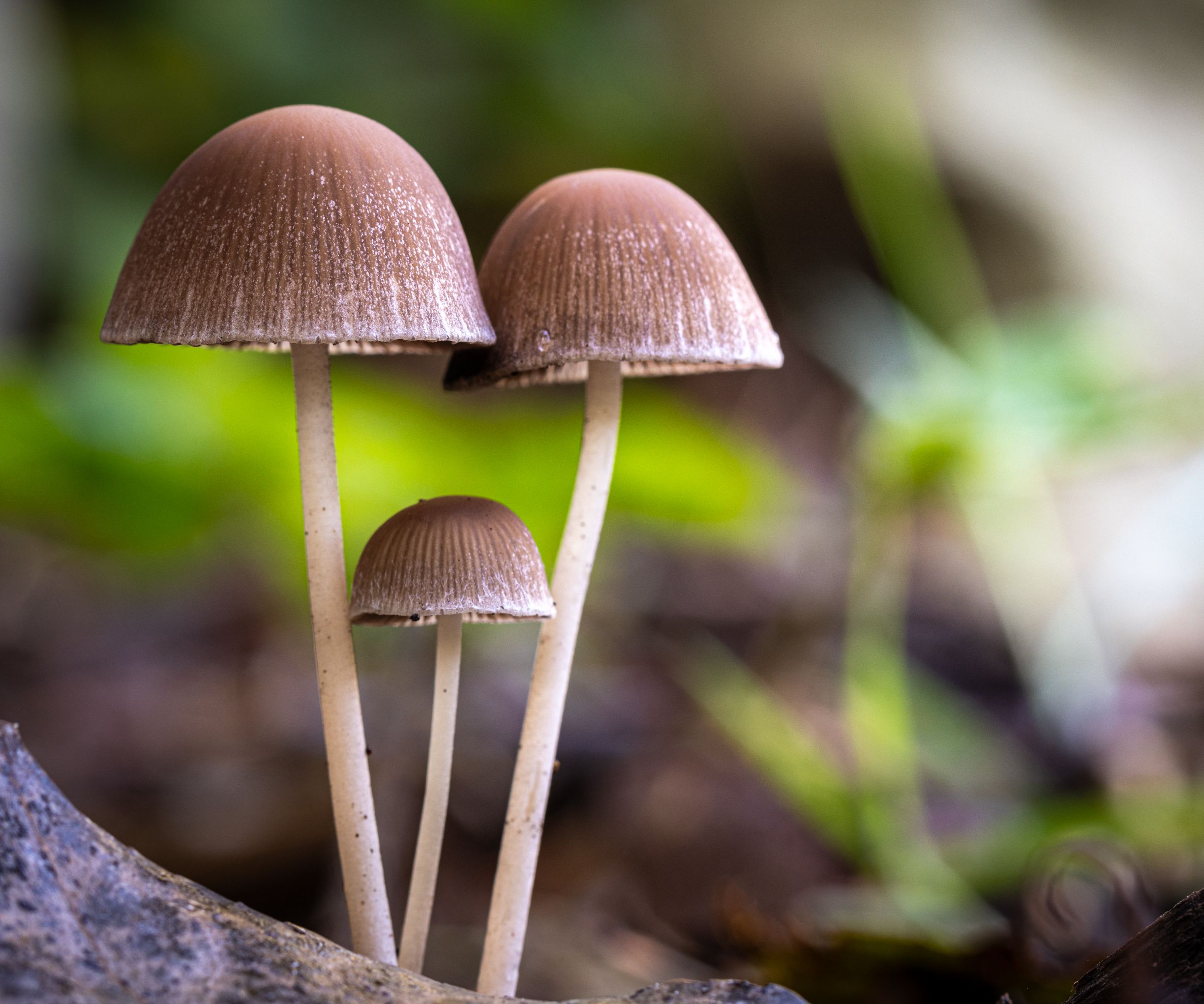 Close-up Photograph of Mushrooms on Forest Floor · Free Stock Photo