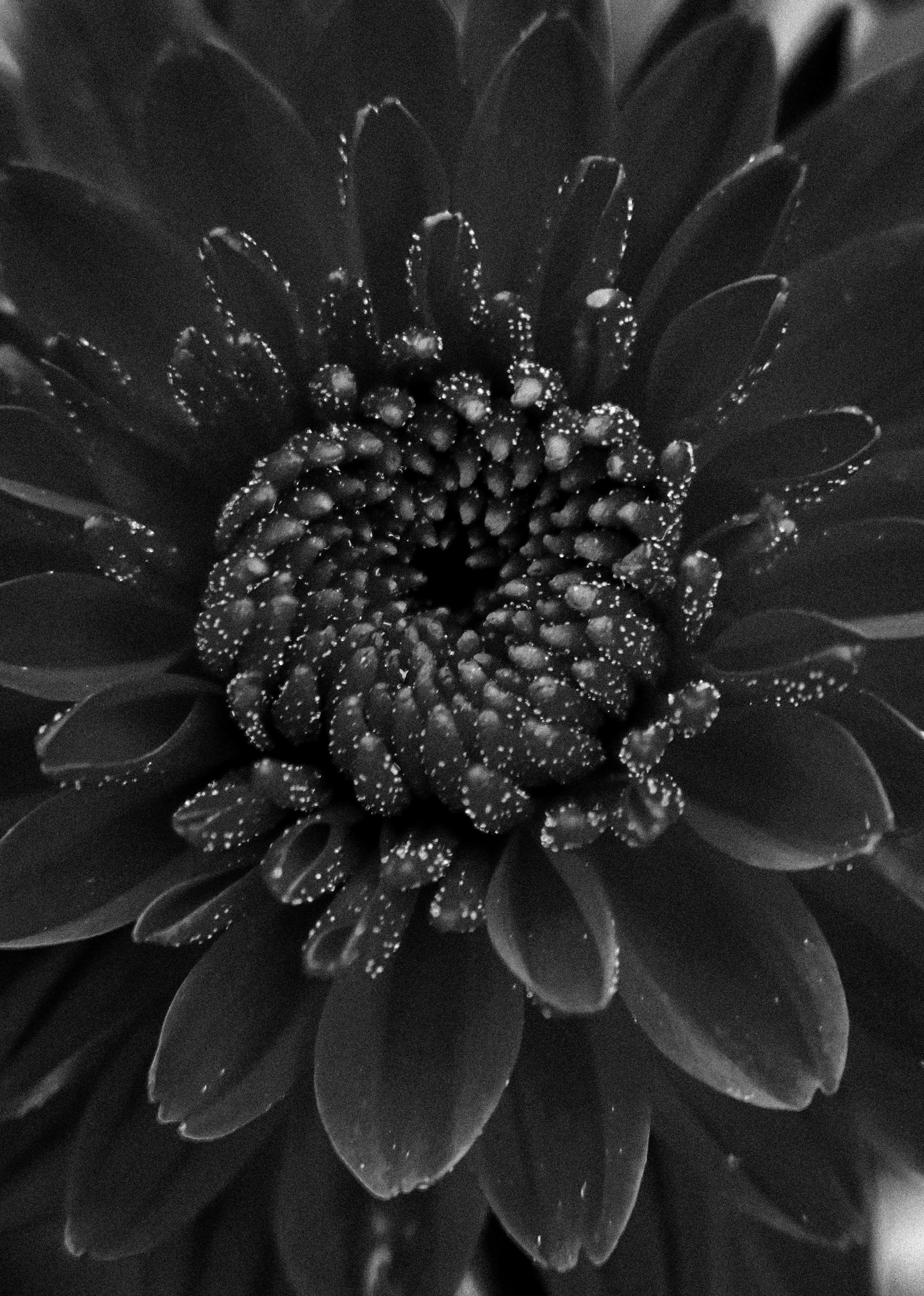 Black and White Close-Up of Gerbera Daisy · Free Stock Photo