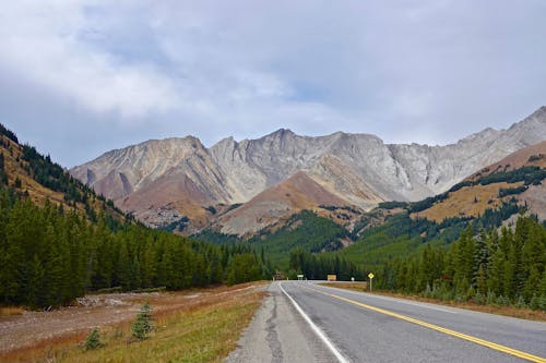 Roadway Near Trees and Mountain