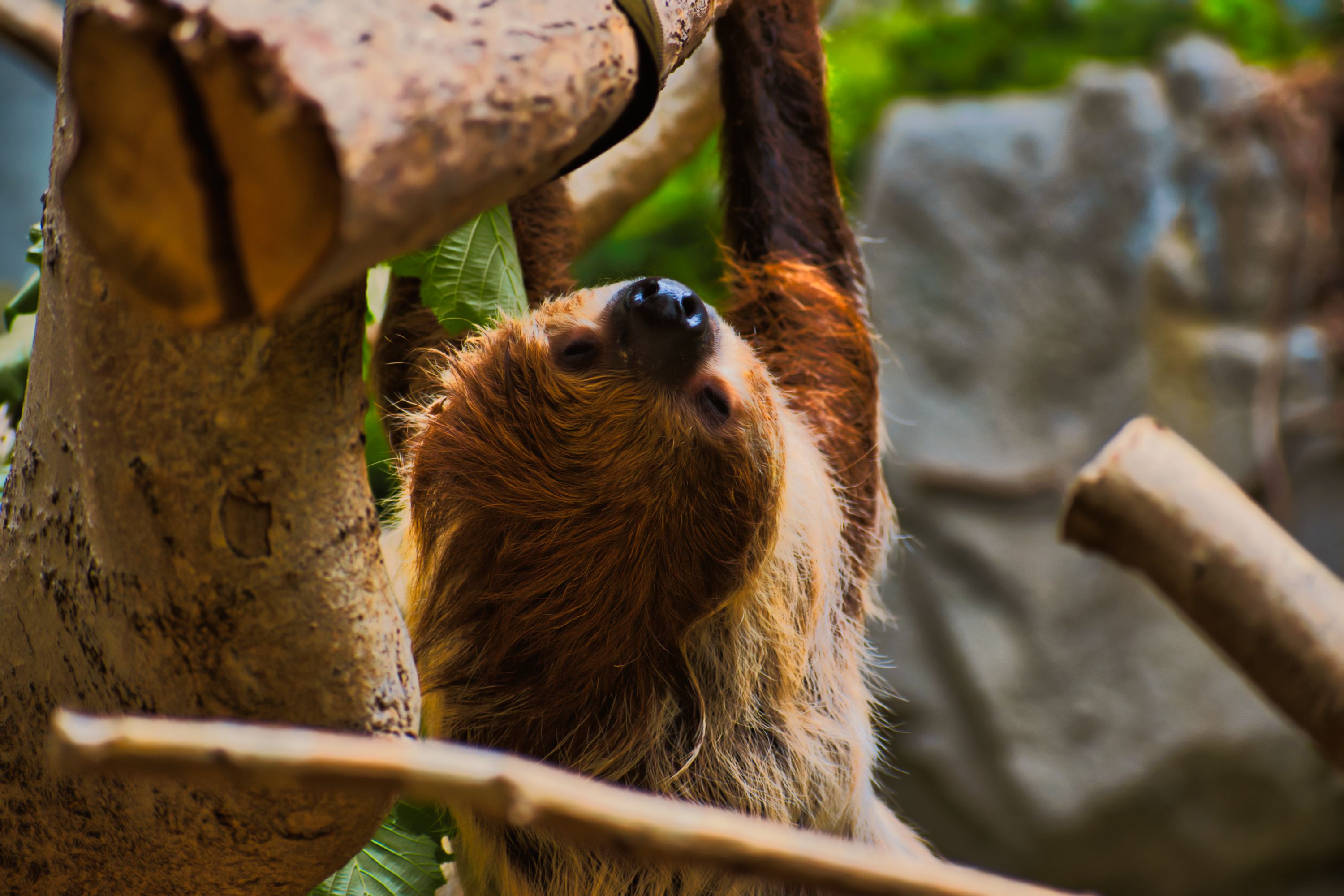 selective-focus-photo-of-sloth-free-stock-photo