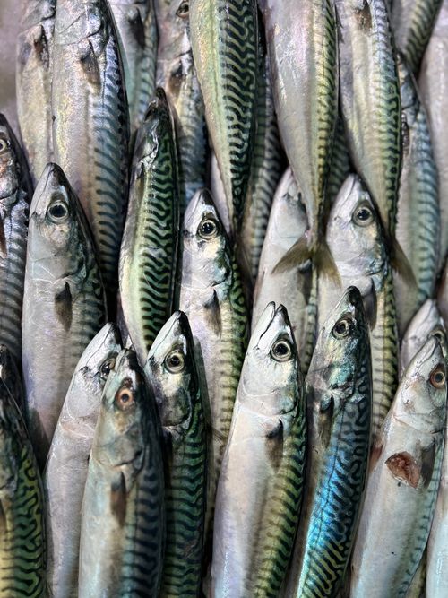 Free Fresh mackerel neatly arranged at a market in Les Sables-d'Olonne, France. Stock Photo