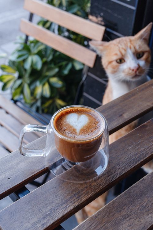Coffee with Latte Art and Curious Cat Outdoors  Free Stock Photo
