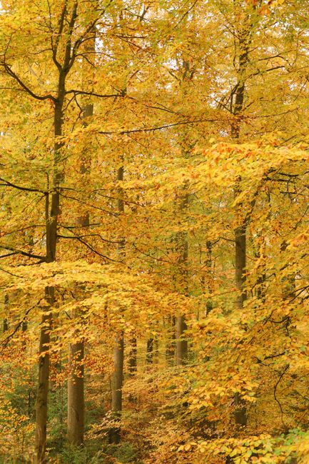 Captivating golden hues of an autumn forest with yellow leaves and towering trees.