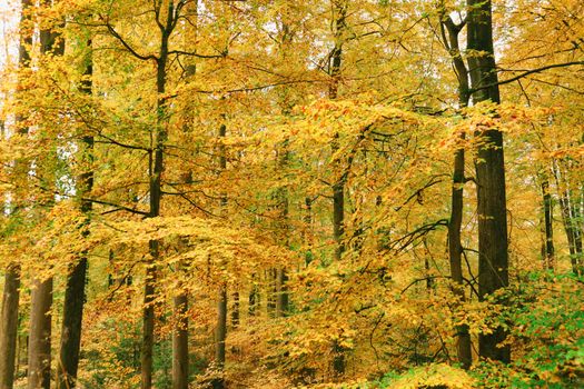 Enchanting autumn forest scene showcasing vibrant yellow and orange foliage.