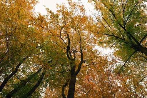 Free Looking up at colorful autumn trees featuring vivid fall leaves against a bright sky. Stock Photo