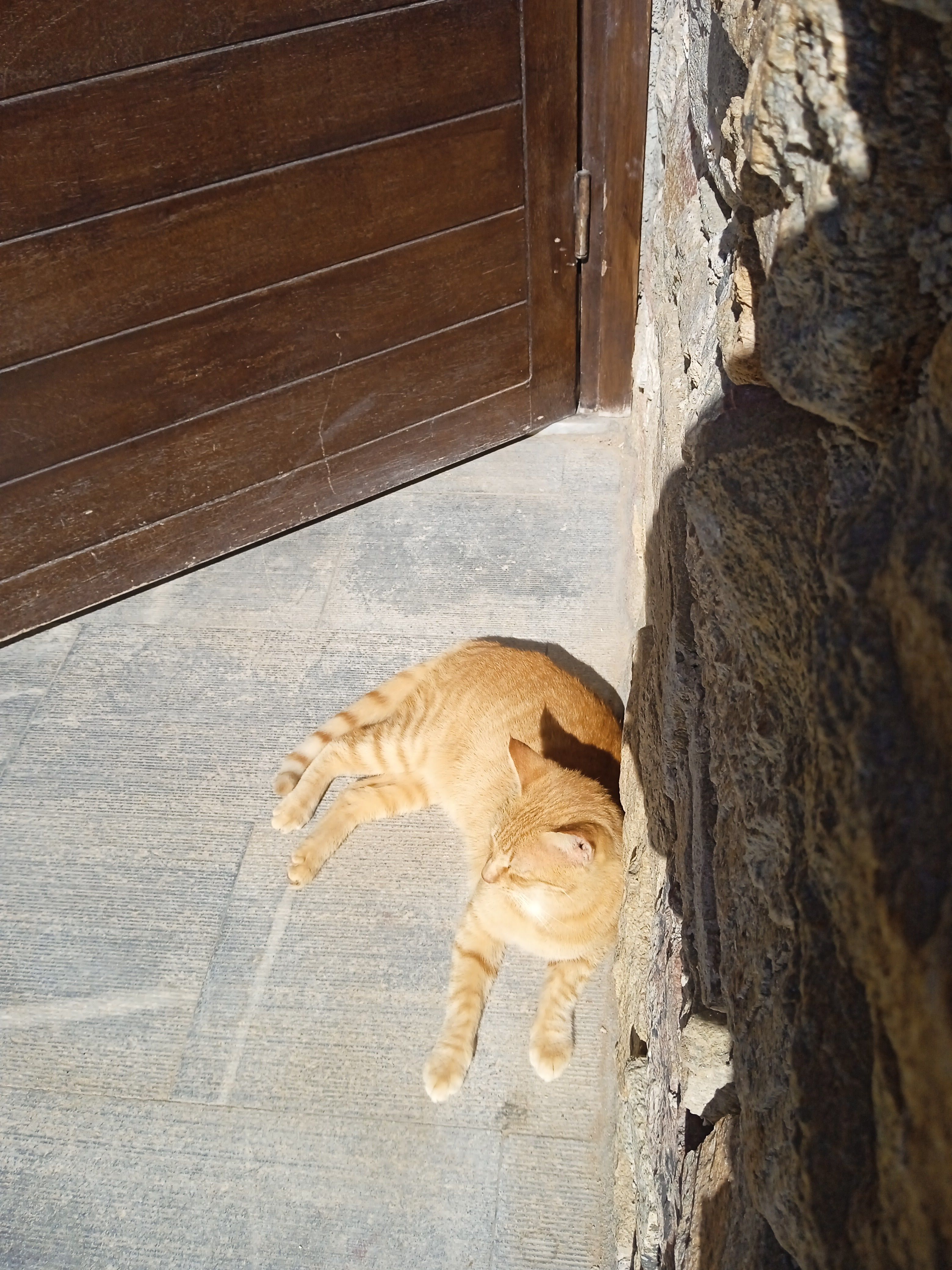 A cute ginger cat lounging in the warm sunlight on a stone path in Delos, Greece.