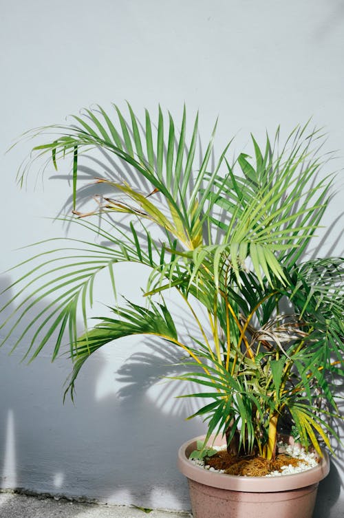 Potted Palm Plant