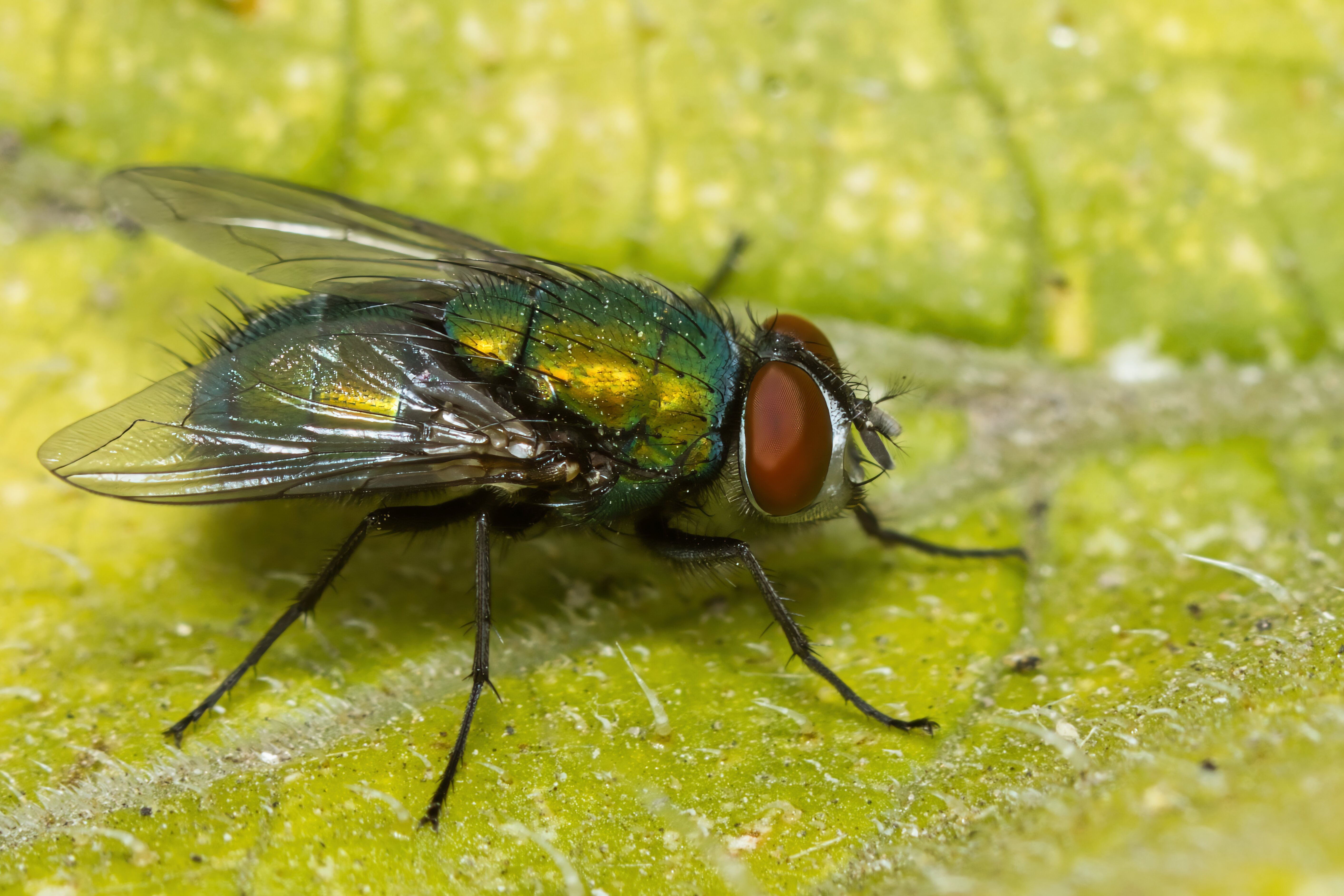 Close-Up of Green Bottle Fly on Leaf · Free Stock Photo