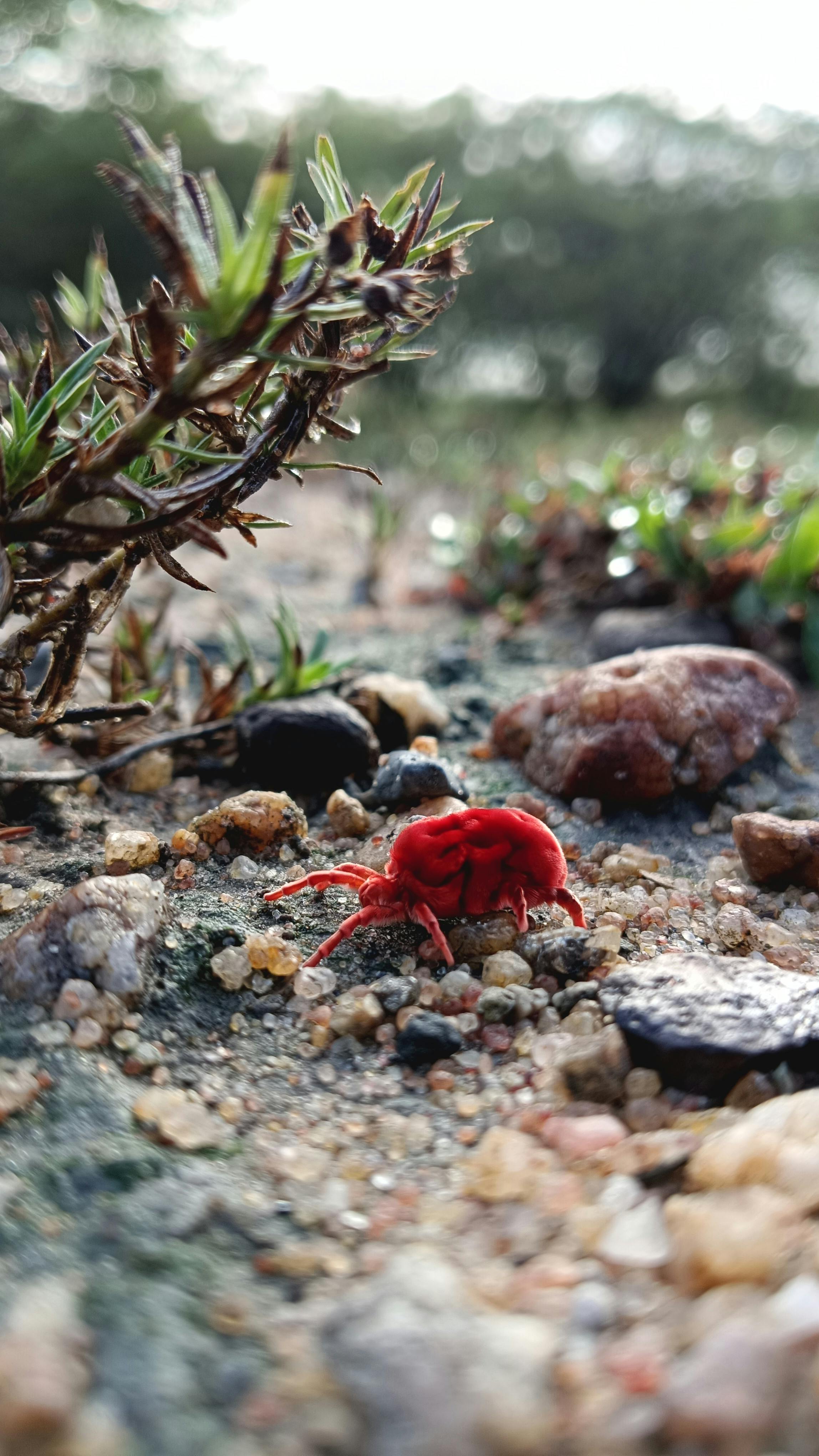 Distinguishing Bed Bugs And Dust Mites Picture