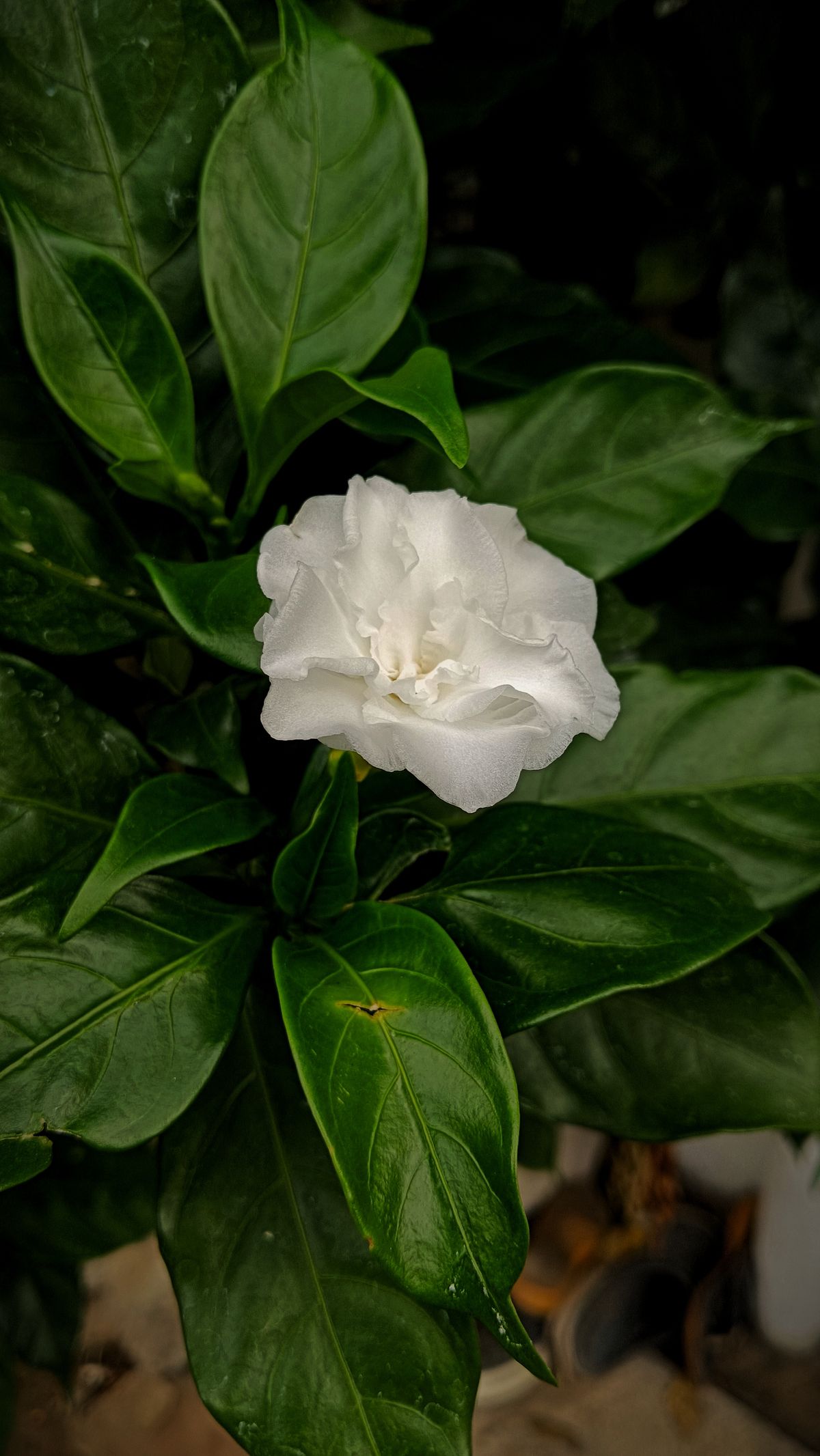 A white gardenia bloom among green leaves — visual inspiration for Gardenia & White Tea