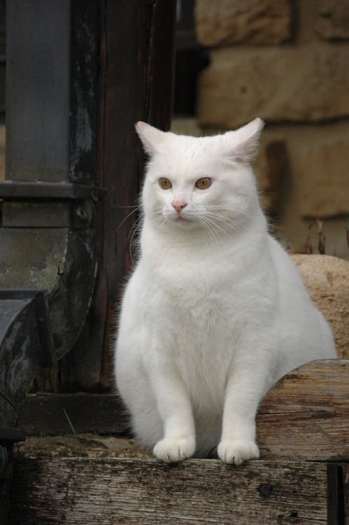 Бесплатное стоковое фото с белая кошка, белый мех, вертикальный выстрел