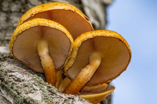 Free Detailed view of golden mushrooms growing on a tree trunk in natural setting. Stock Photo