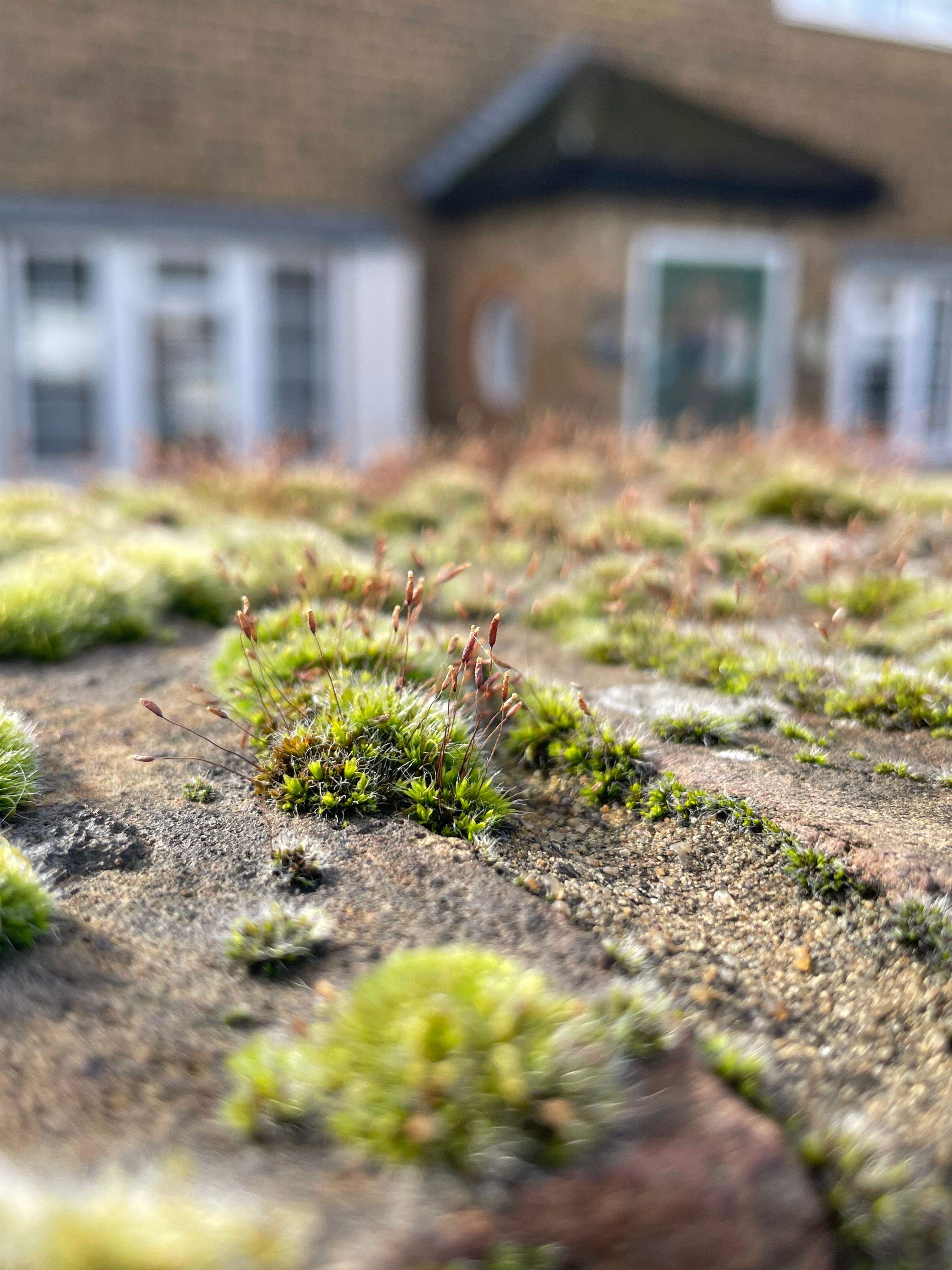 healthy moss lawn close up UK garden