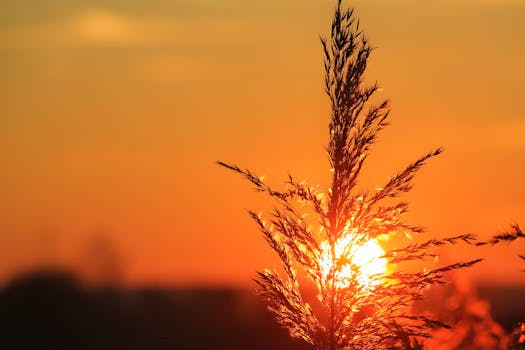 A tranquil scene of tall grass silhouetted against a vibrant sunset sky.