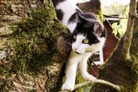 A black and white cat exploring a mossy tree outdoors, showcasing its adventurous nature.