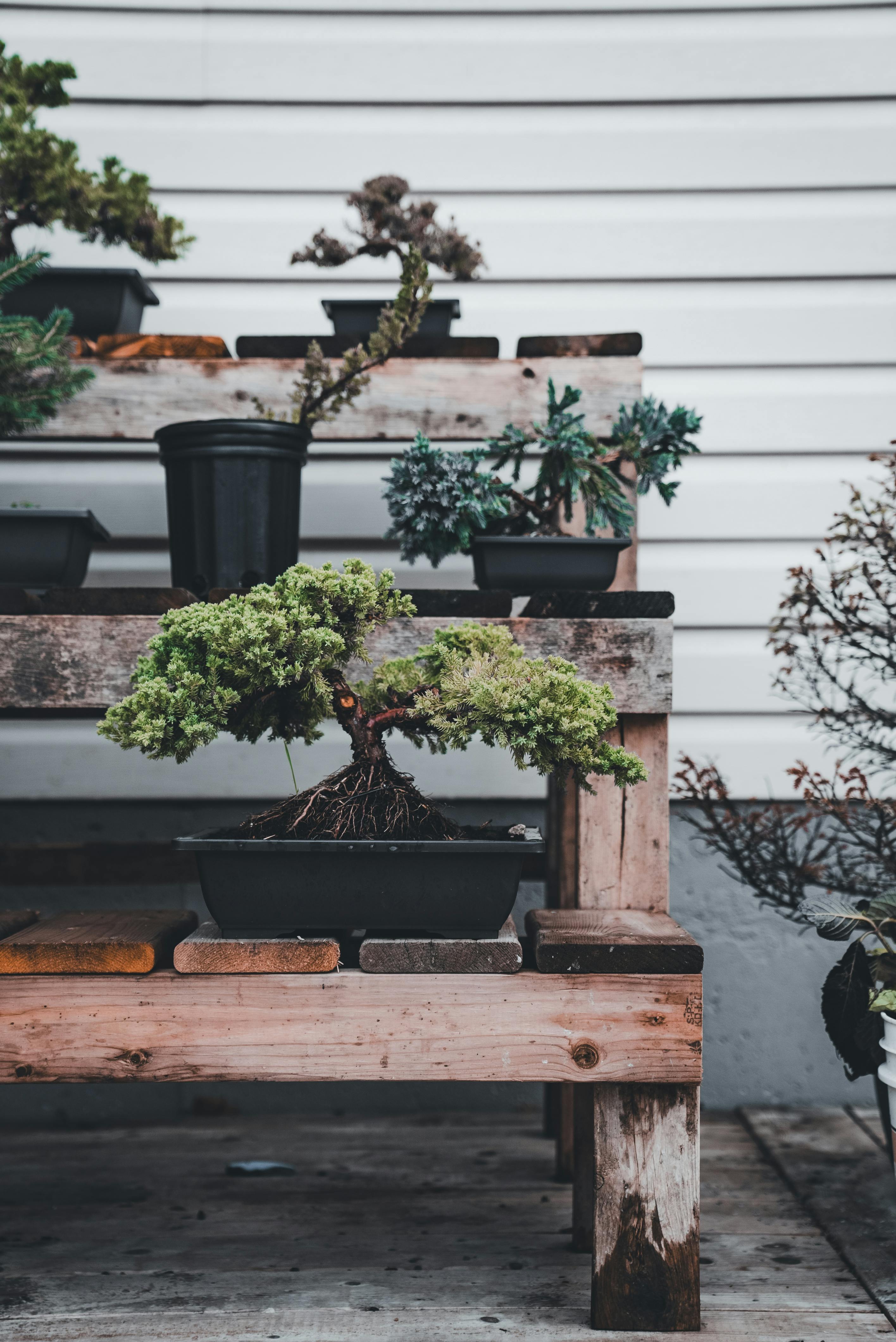 close-up of a juniper bonsai tree in a dark pot on a wooden shelf
