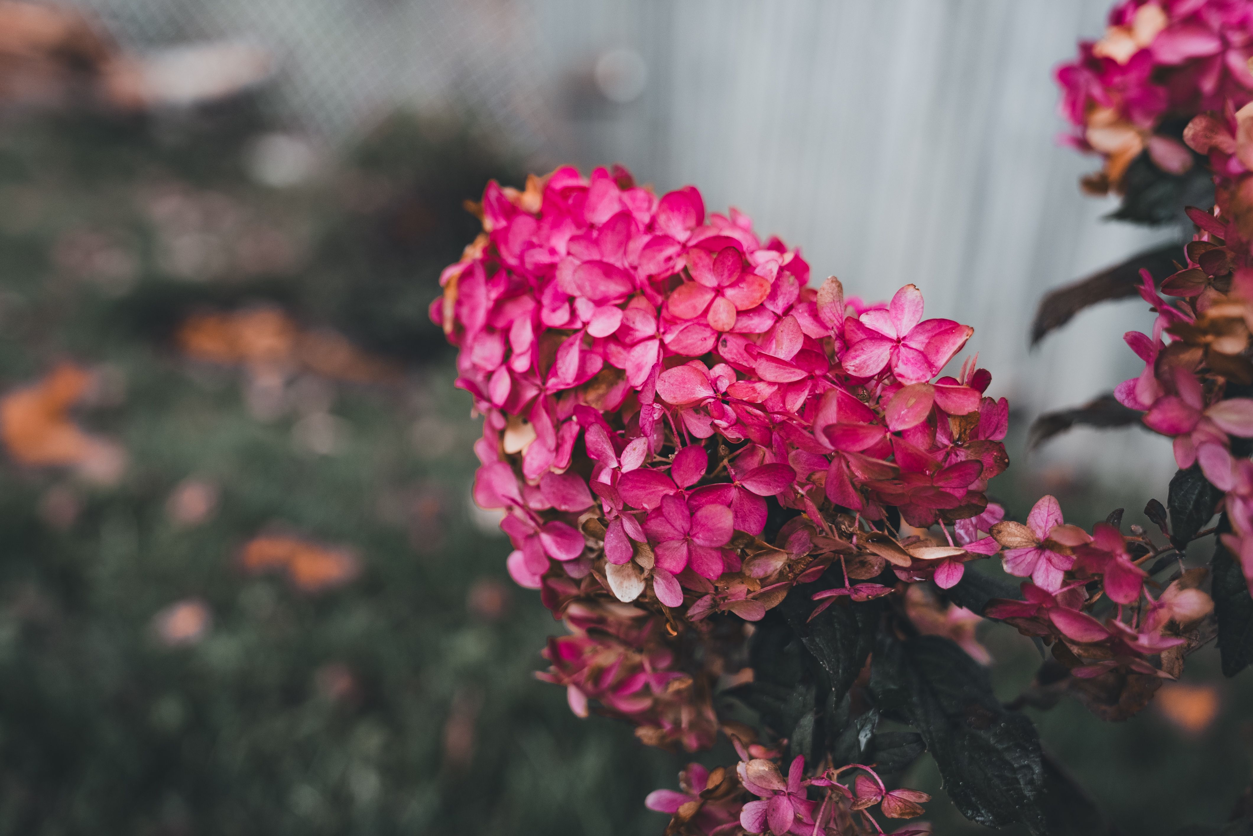 Vibrant Pink Hydrangea Blossoms in Bloom · Free Stock Photo
