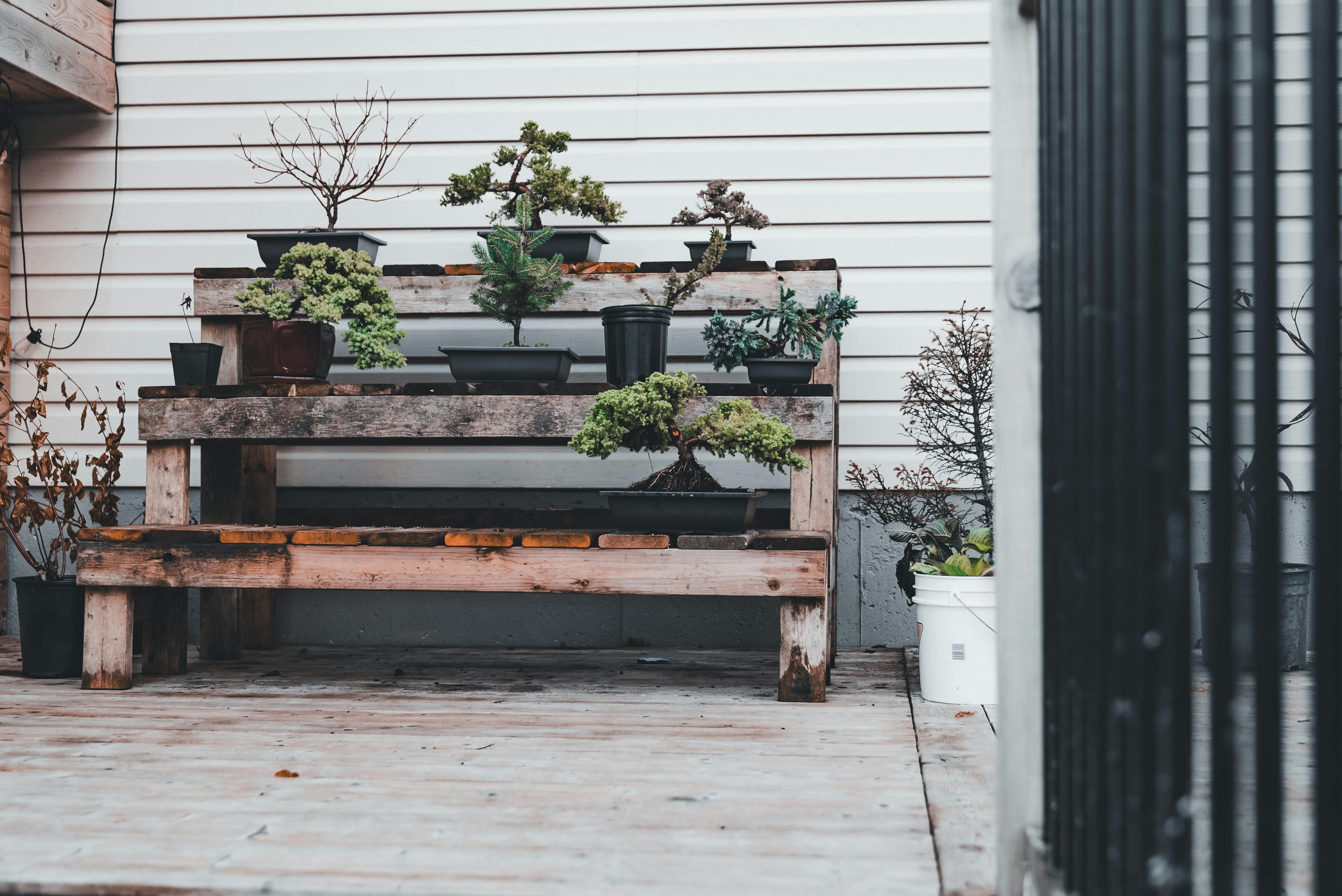 A collection of small bonsai trees in pots arranged on a rustic wooden bench on a deck next to a white house wall.
