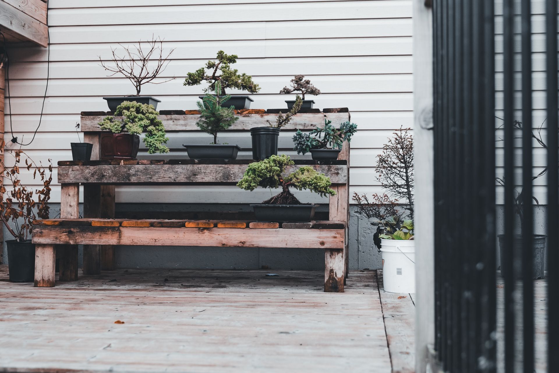 Serene outdoor display of bonsai trees on rustic wooden shelves in natural light.