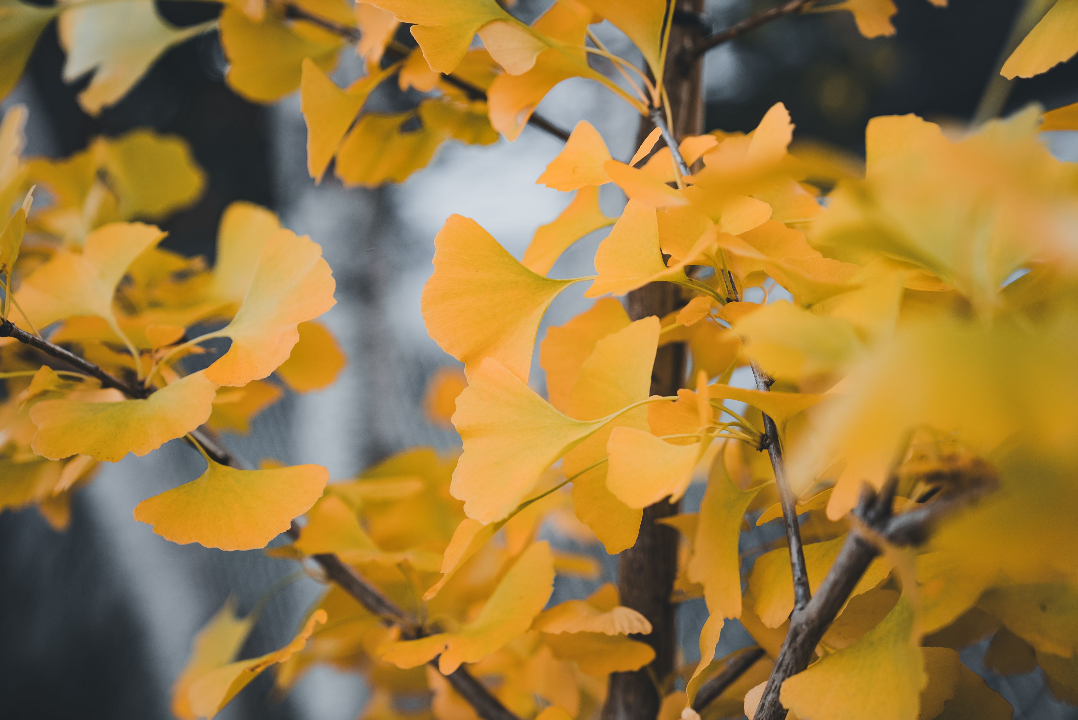 Close-up of fan-shaped ginkgo leaves glowing golden in autumn — ginkgo tree species in Surrey BC