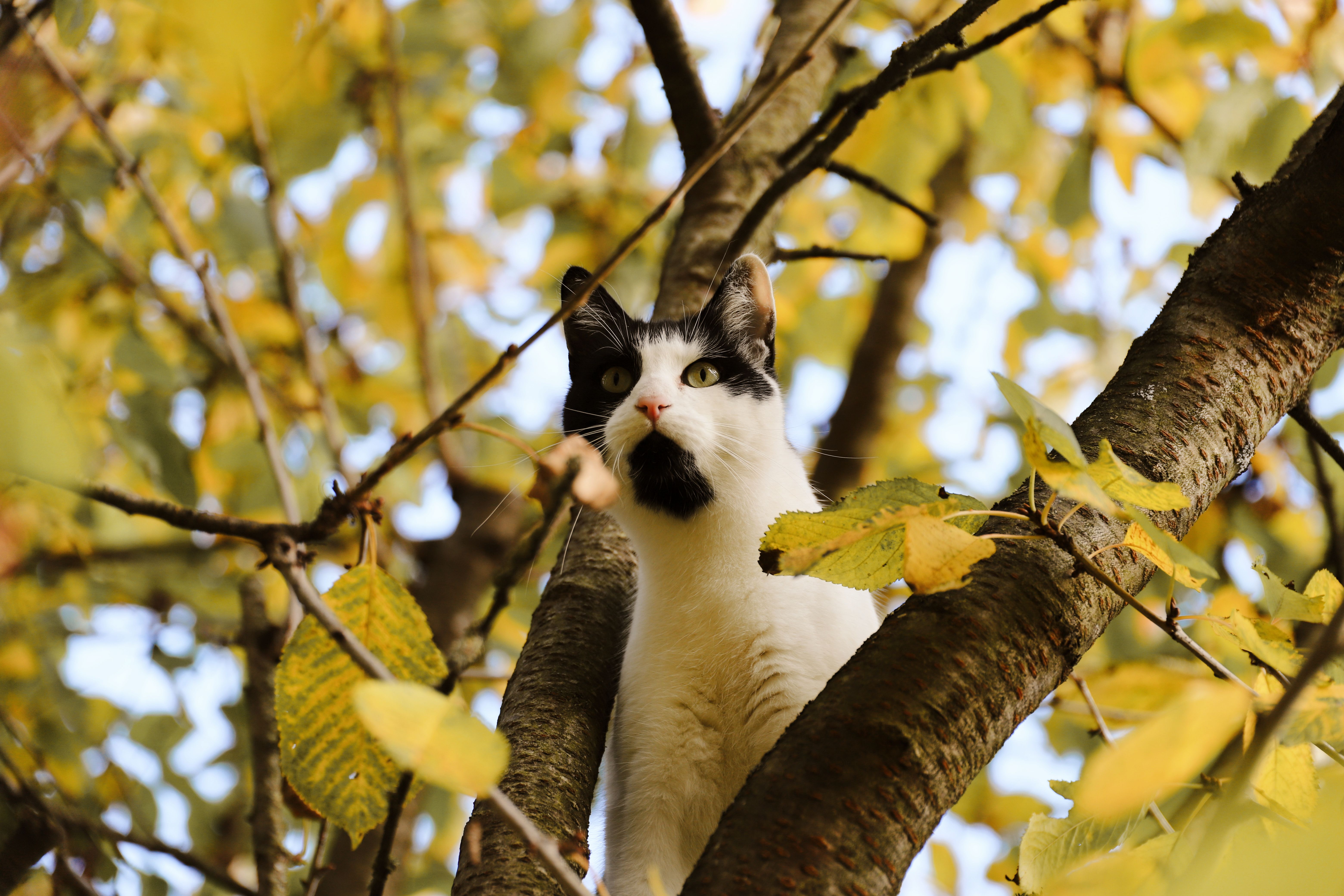 Spring Season Pet Safety Tips - WGN — Photo by Christina & Peter on Pexels