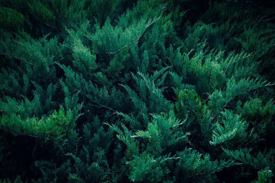Dense green Hollywood juniper foliage showing scale-like needle texture — Hollywood juniper tree in Surrey BC