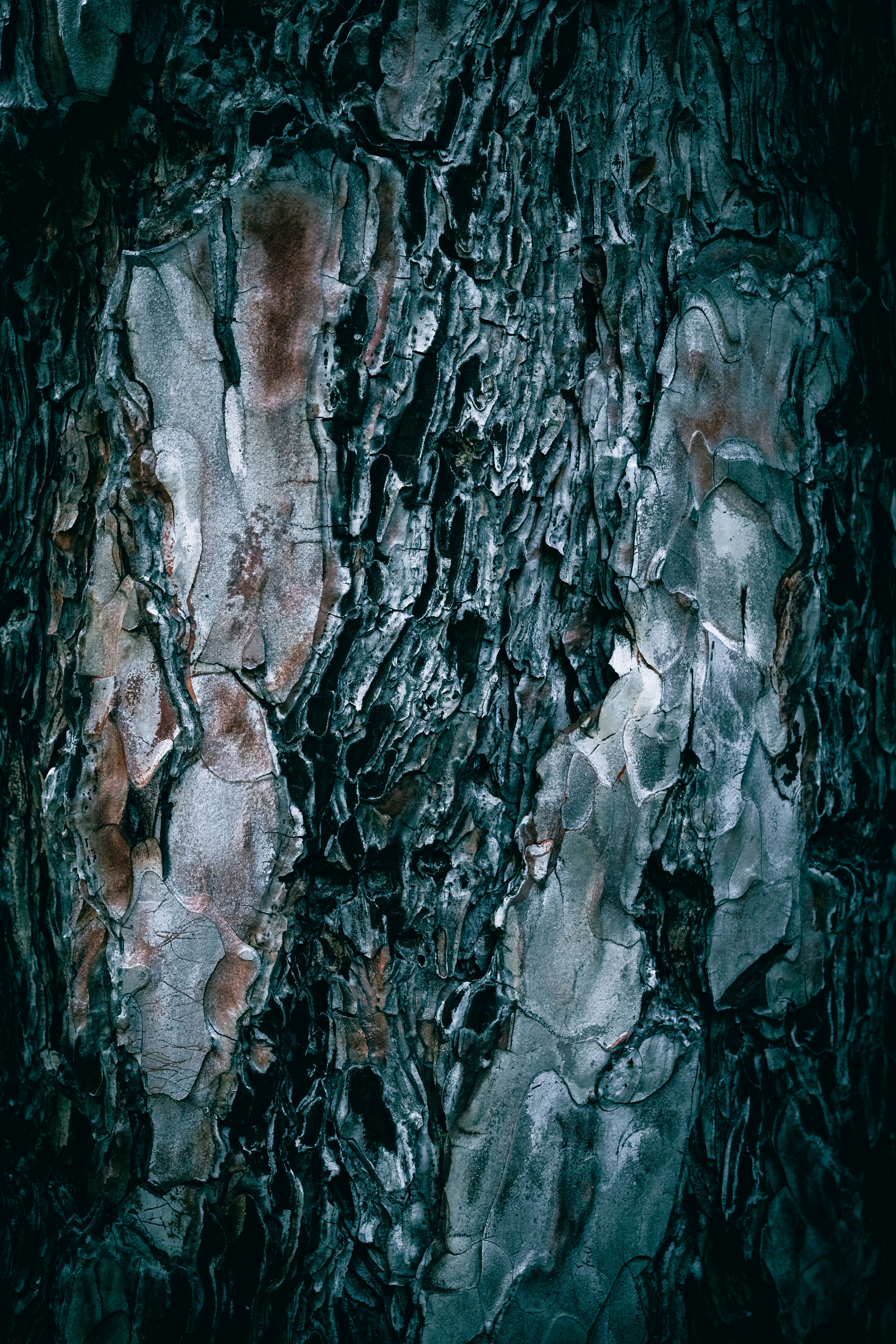 Close-up of Rough Textured Pine Tree Bark · Free Stock Photo
