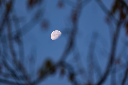 Free Captivating view of the half moon through tree branches against a clear blue sky, captured in İzmir, Türkiye. Stock Photo