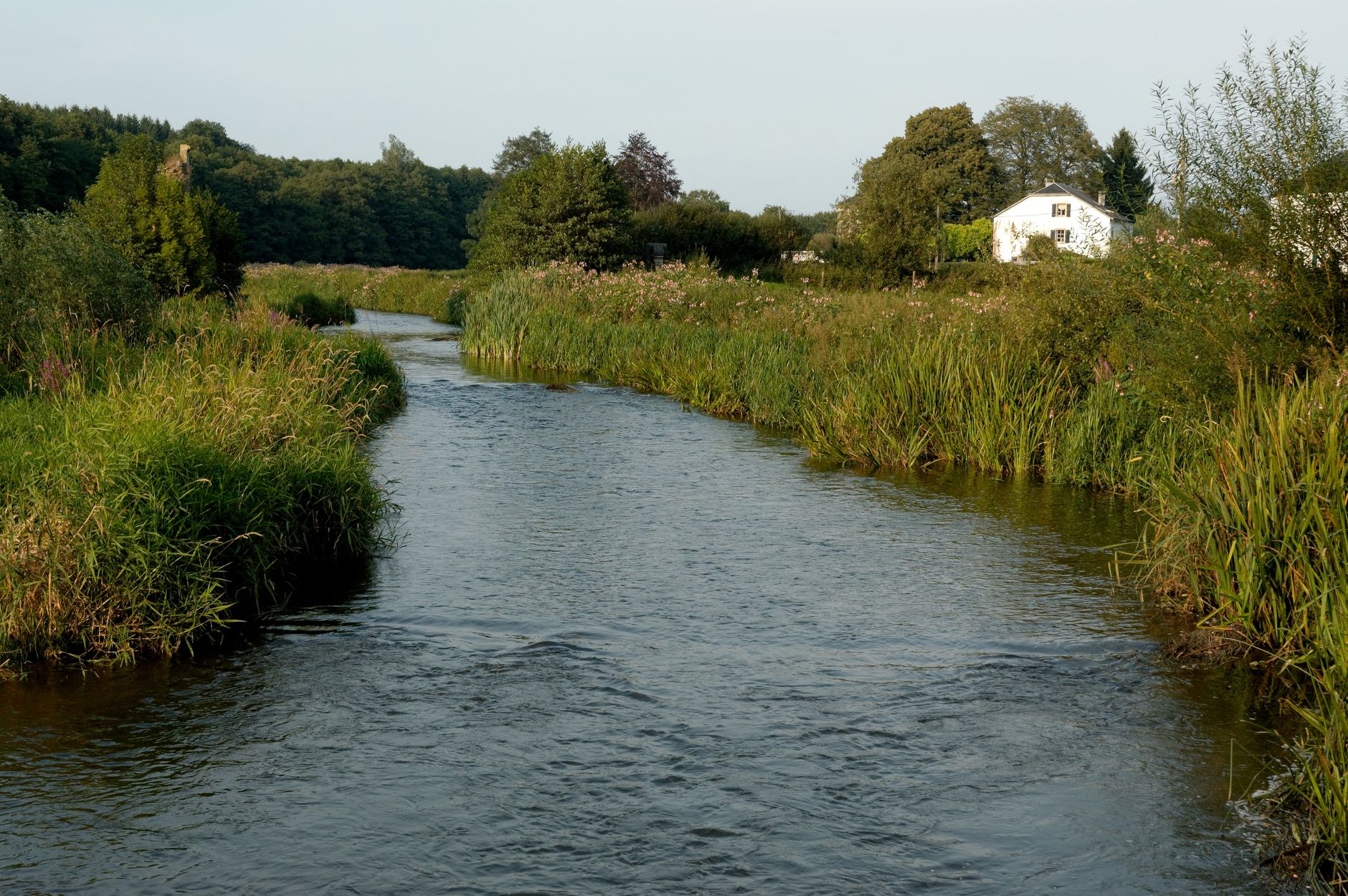 Groene rivier in het Belgische landschap