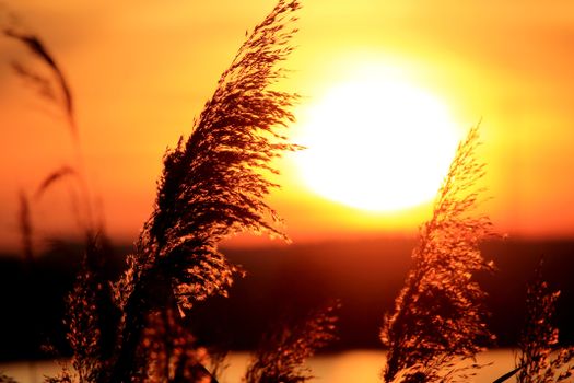 Silhouette of wheat against a glowing sunset sky, creating a warm, tranquil scene.