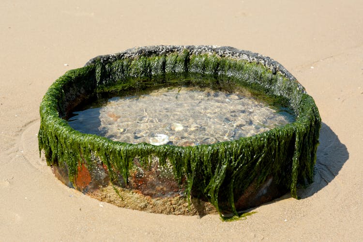 Stone Pond Covered In Seaweed On Beach